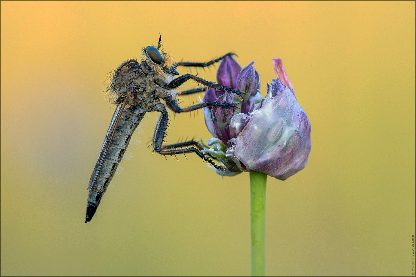 Gemeine Raubfliege