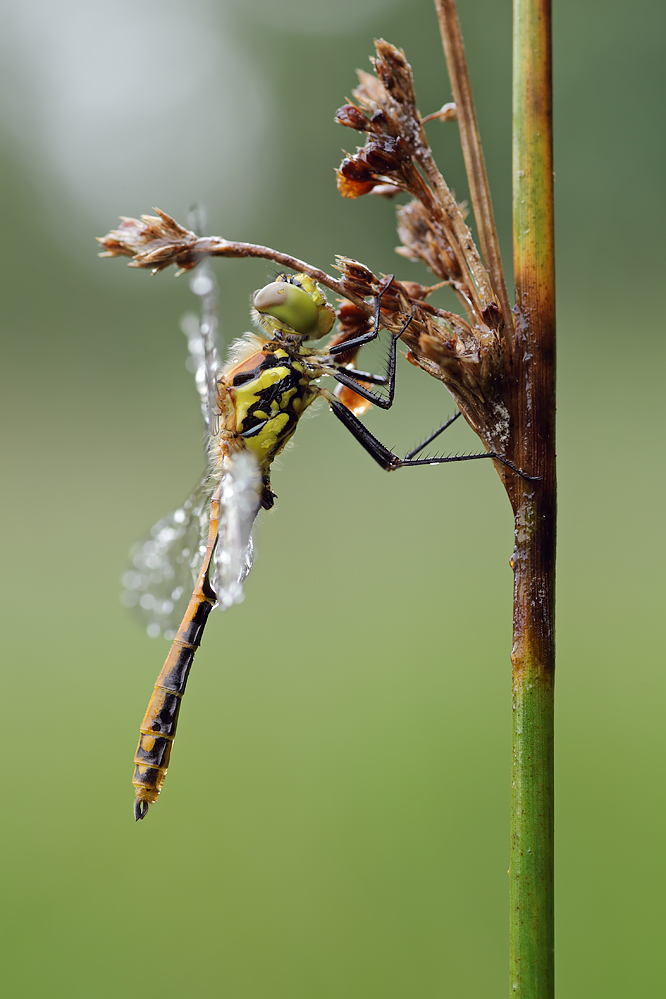 Schwarze Heidelibelle