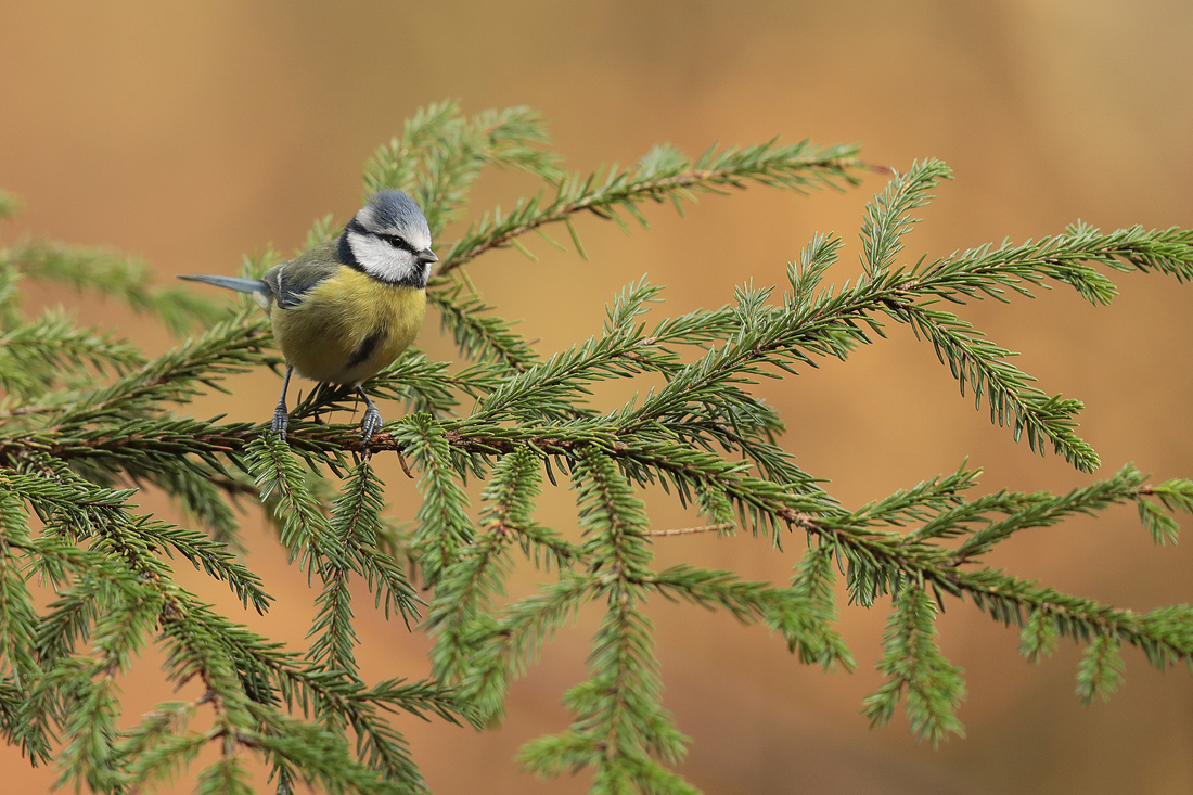 Tannenbaumschmuck (Forum für Naturfotografen)