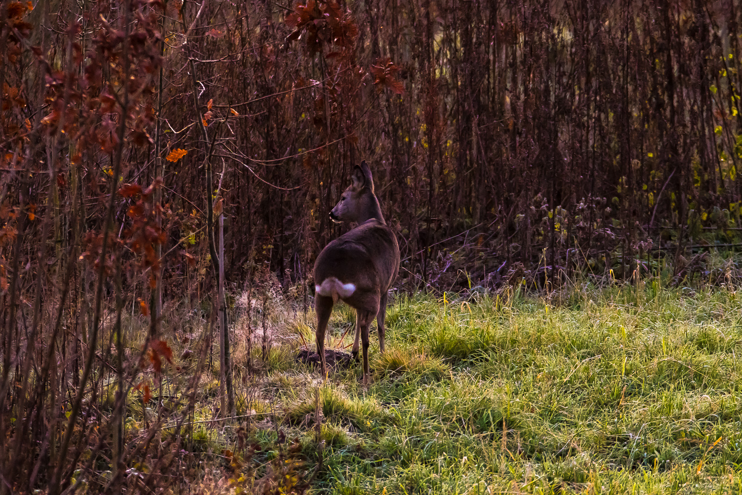 Herbstmorgen