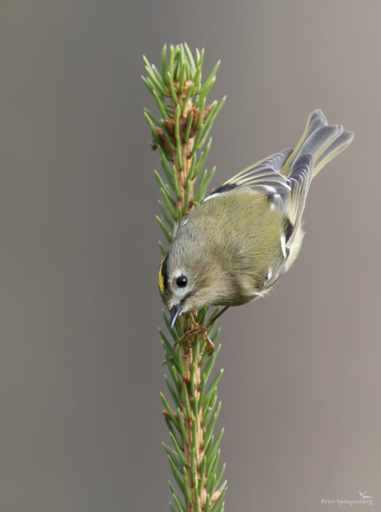 Wintergoldhähnchen