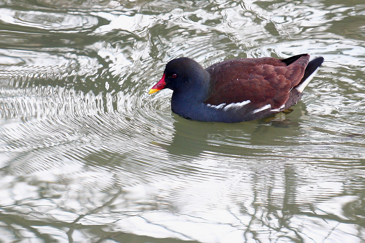 Die Wasserstrukturen