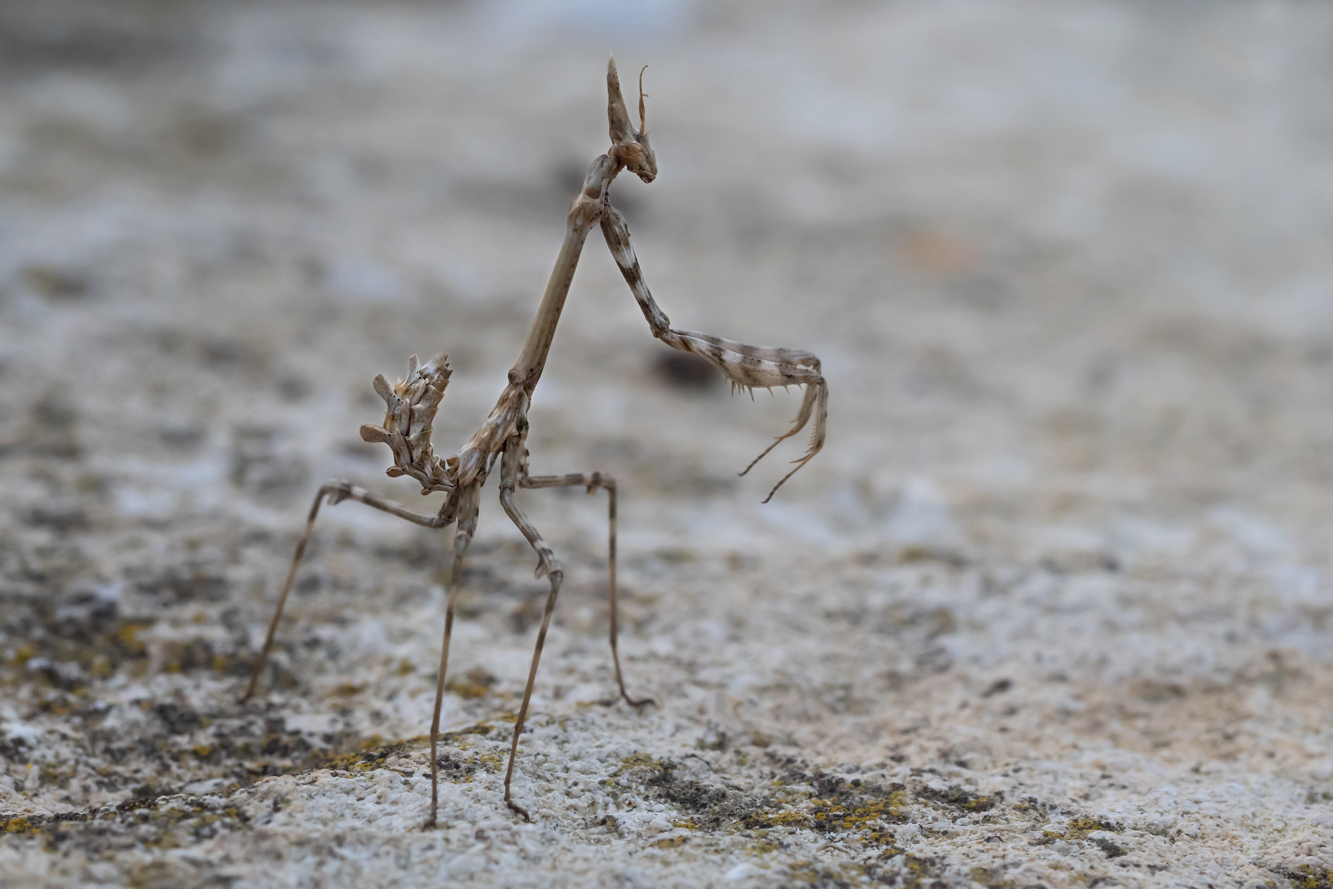 Haubenfangschrecke (empusa pennata)