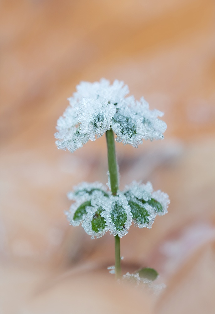 Eisblume