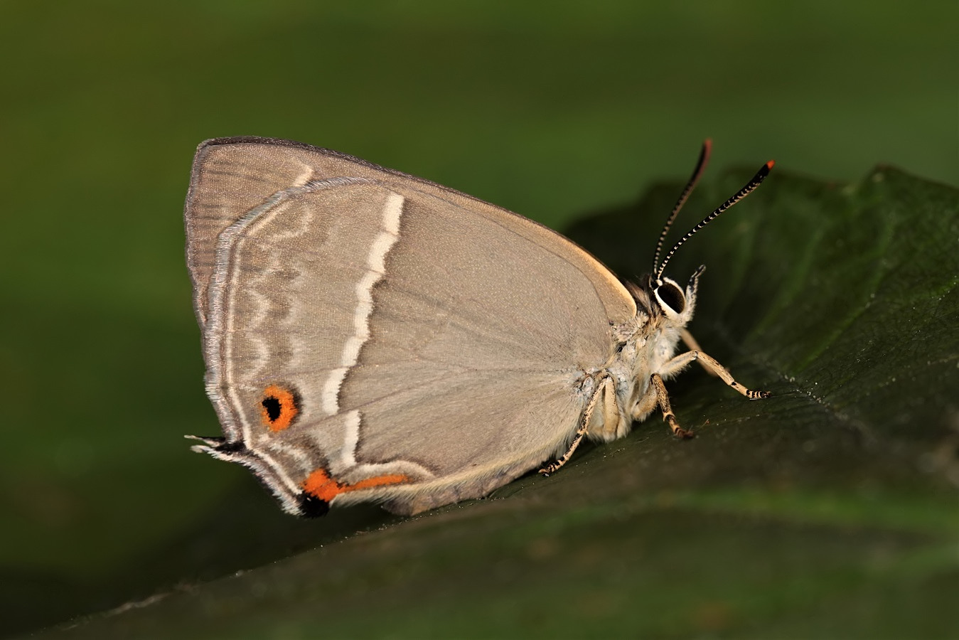 Blauer Eichenzipfelfalter