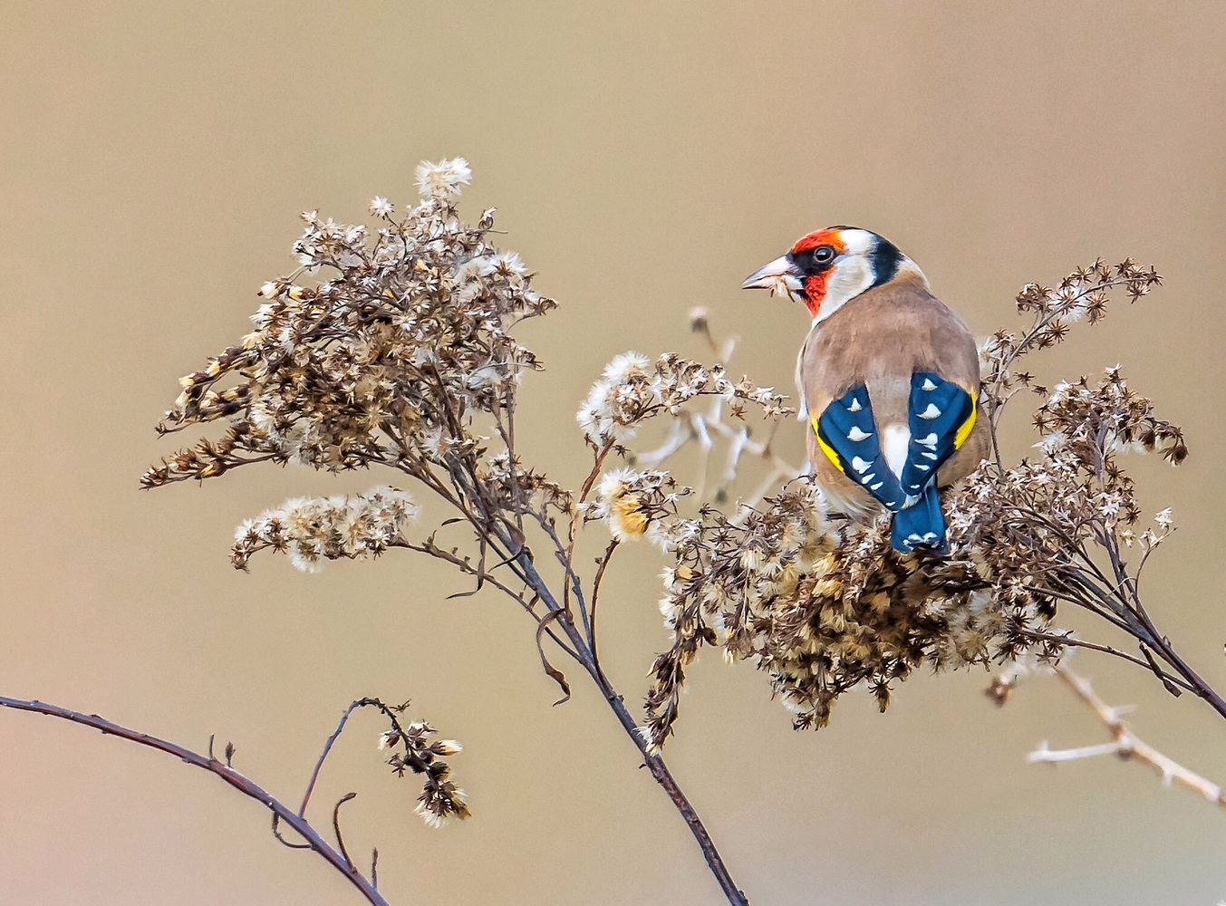 Als wäre es Frühling