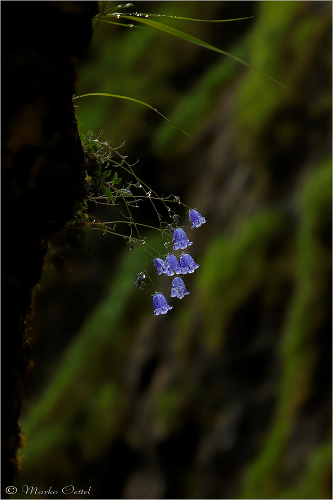 Zwerg-Glockenblume (Campanula cochleariifolia)