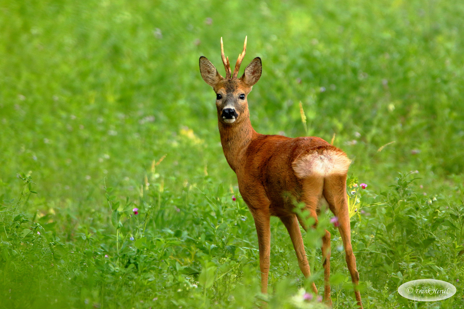 Rehbock am frühen Sommermorgen