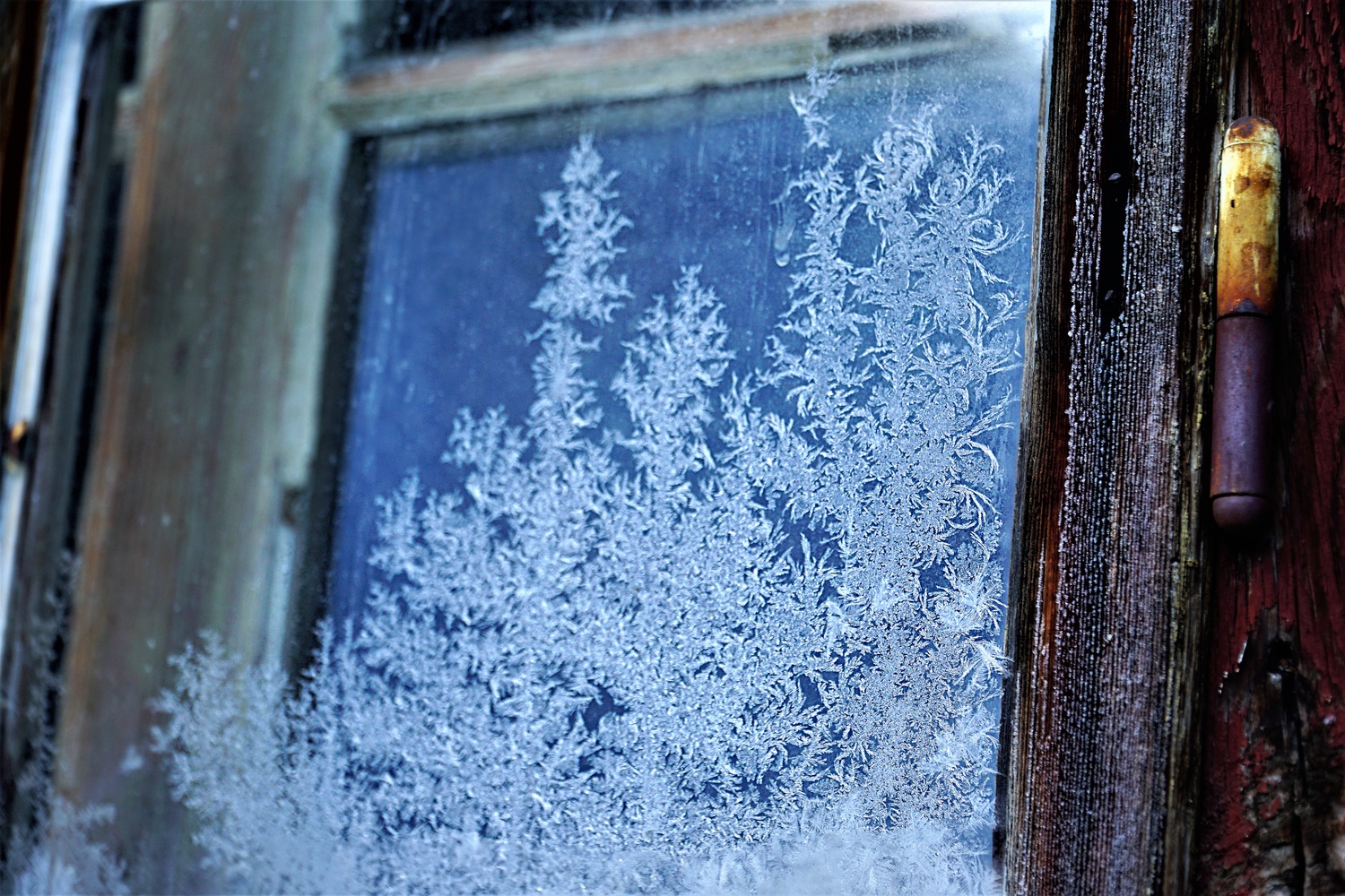 frostige Blüten