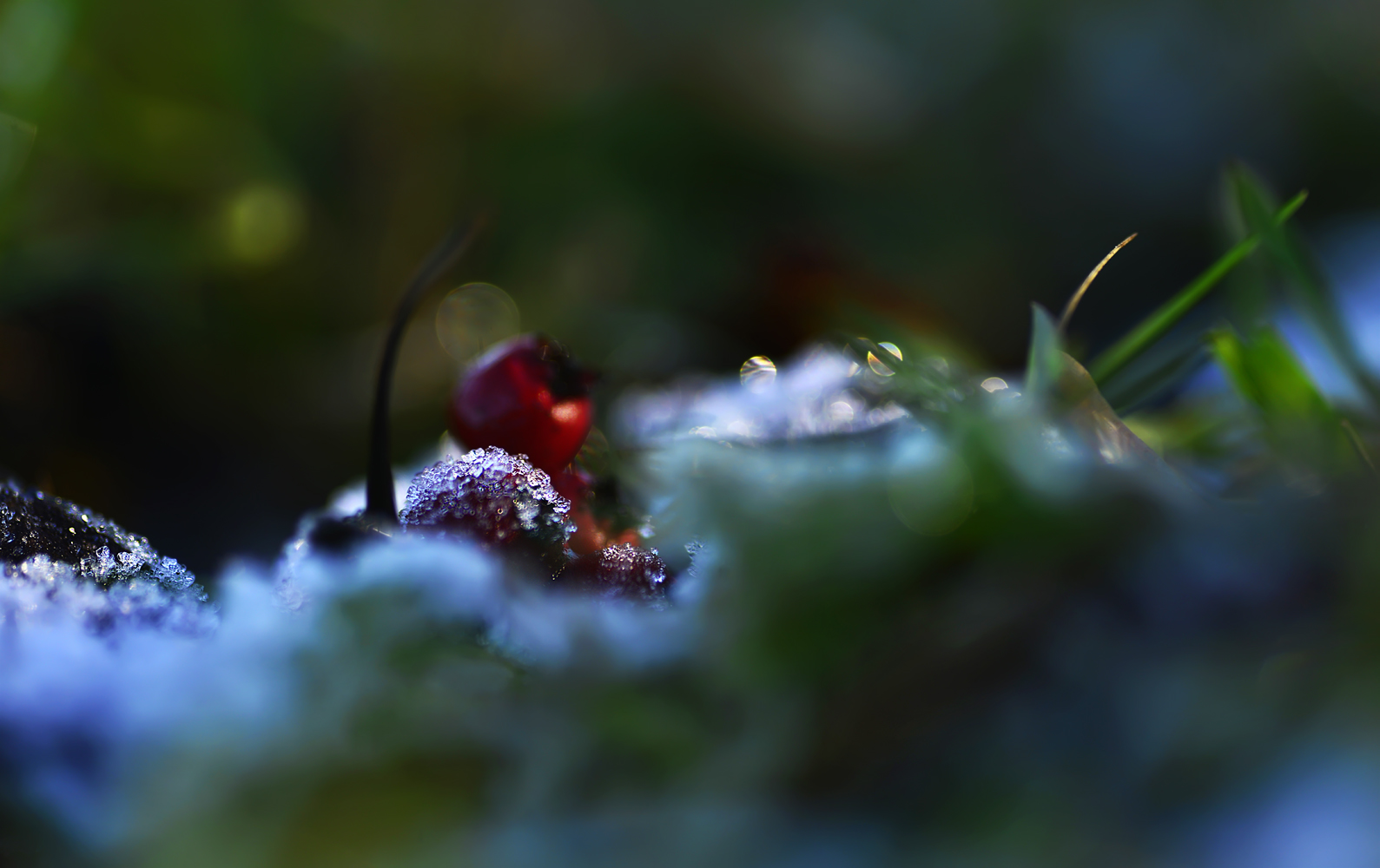 Beeren auf Eis