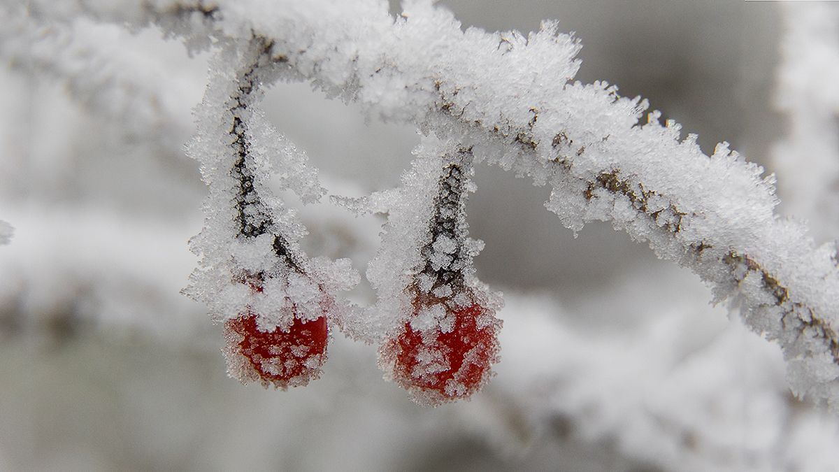 Frost