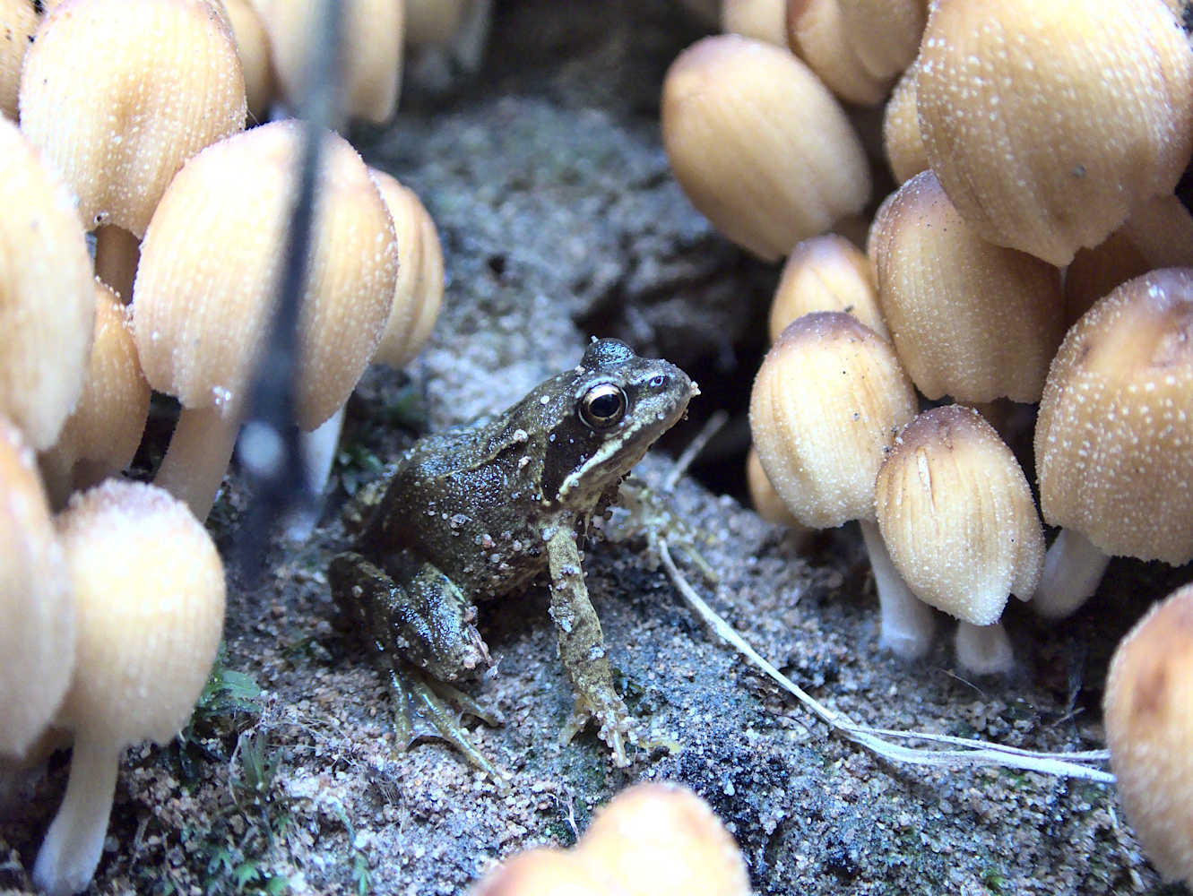 Grünfrosch im November