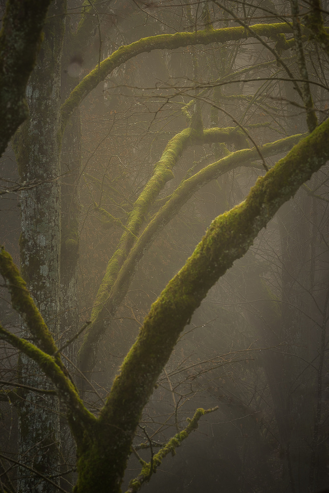 Nebelwald