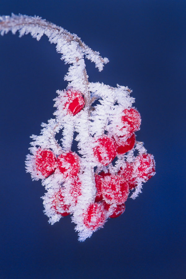 Eisbeeren