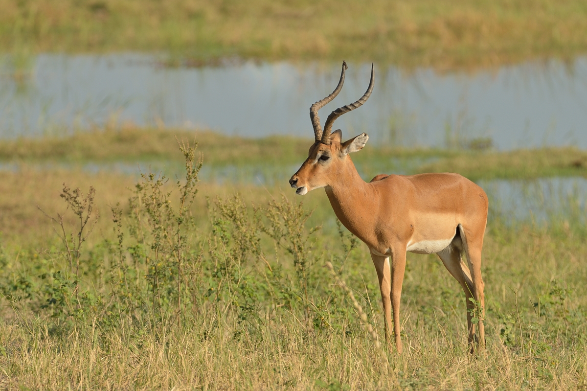 Impala