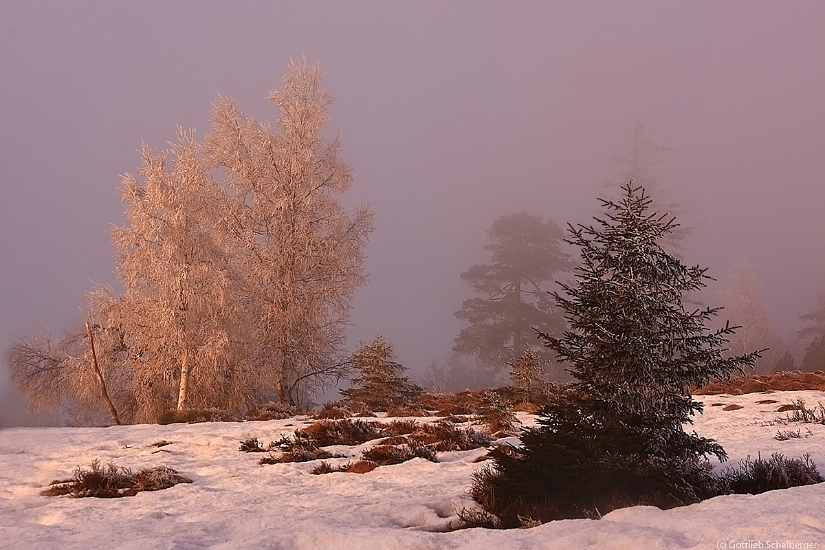 Abendsonnennebel