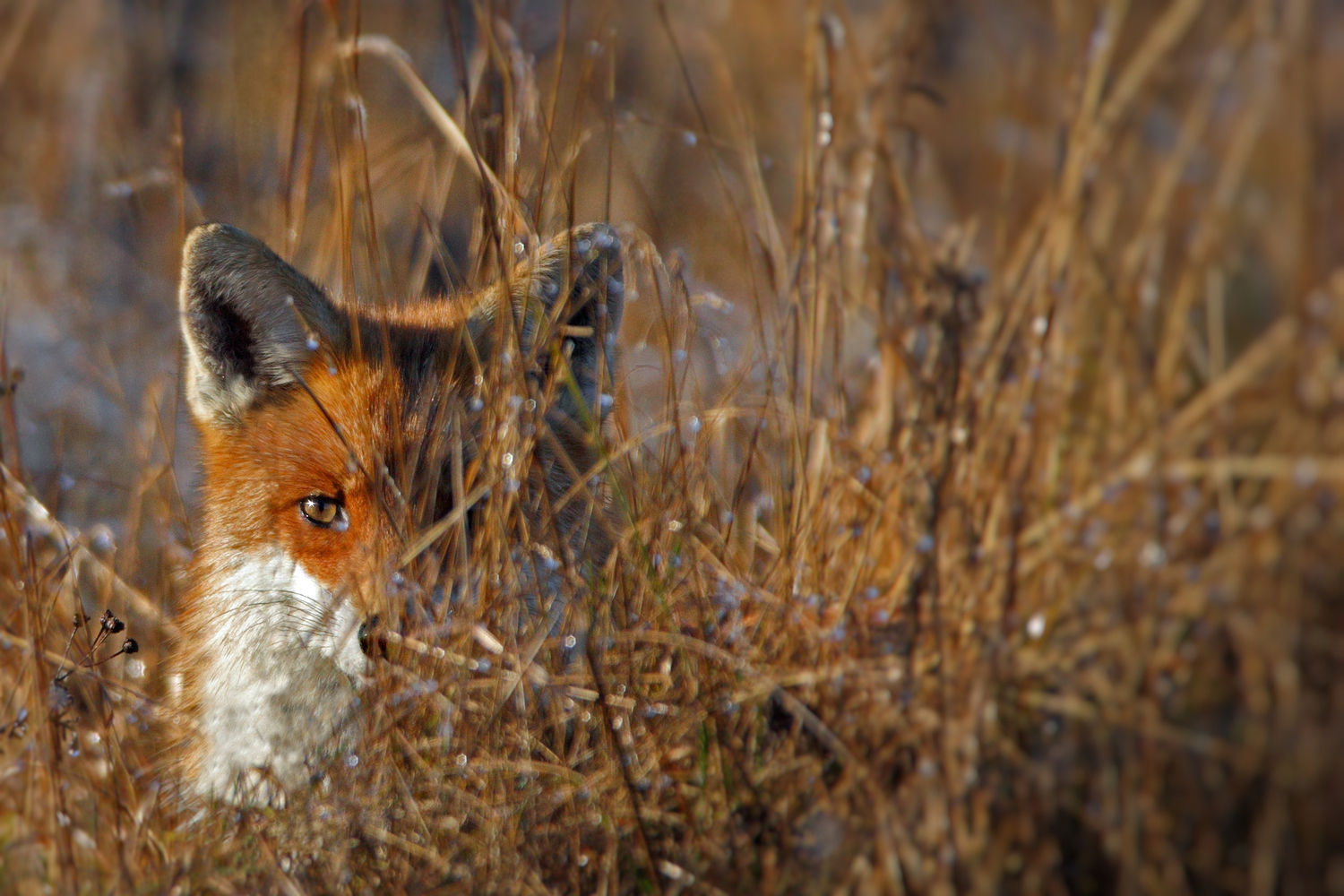 Dezemberfuchs  _im Hinterhalt