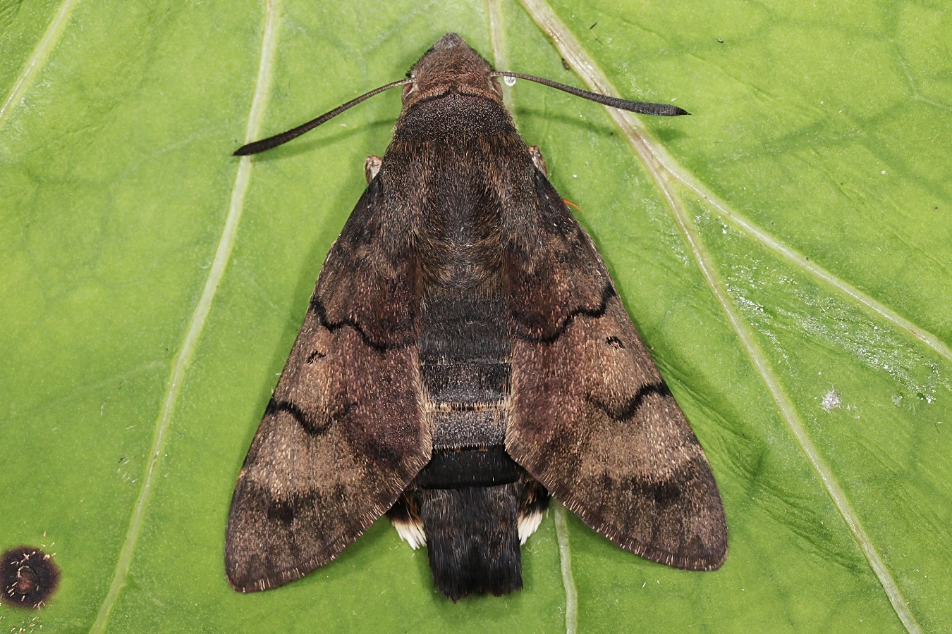 Taubenschwänzchen, die Metamorphose