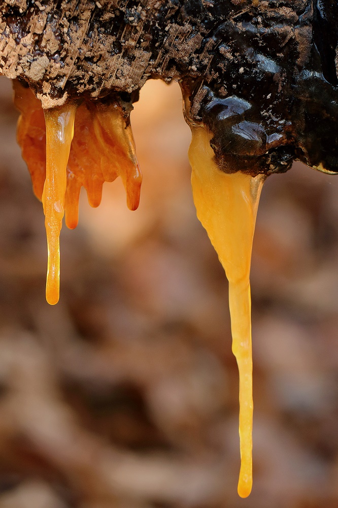 Eiszapfen in Orange