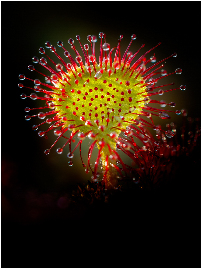 Mit diesem kleinen Feuerwerk ...