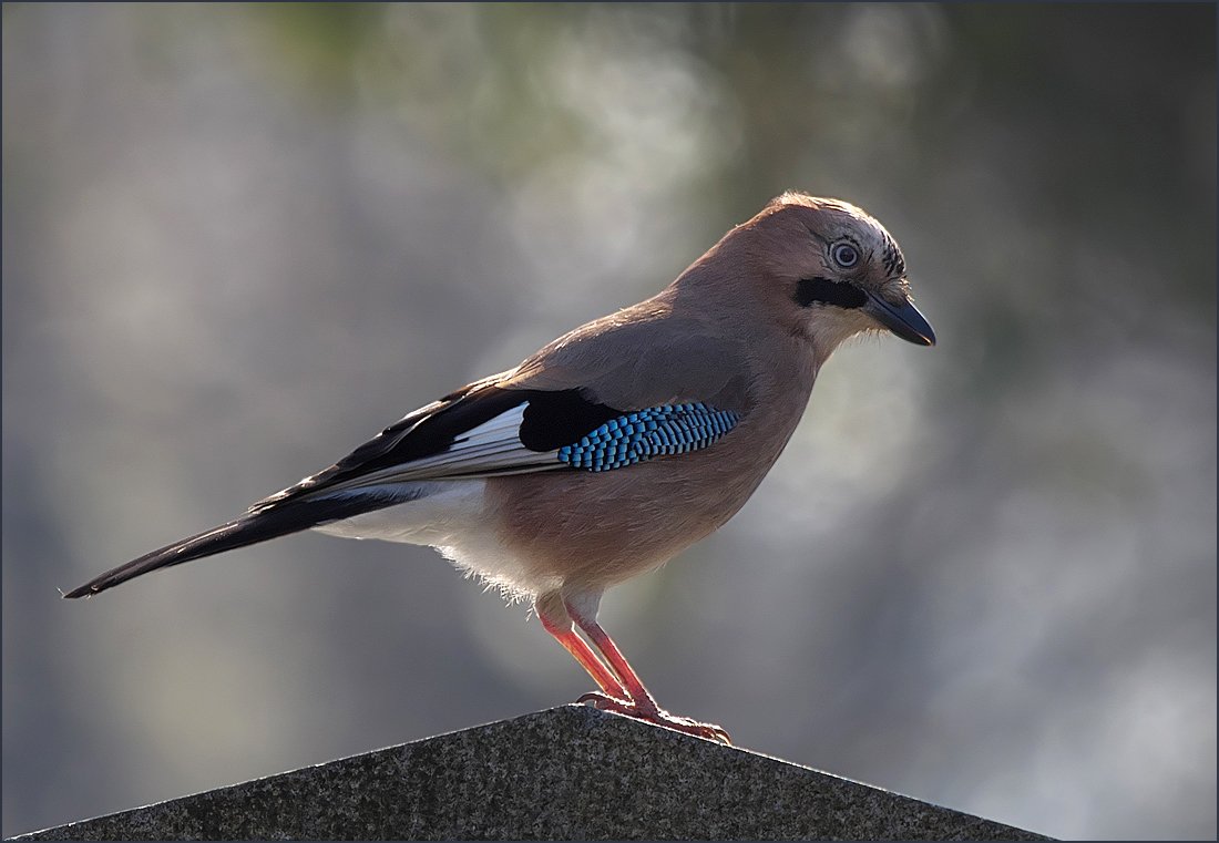 *Garrulus glandarius*