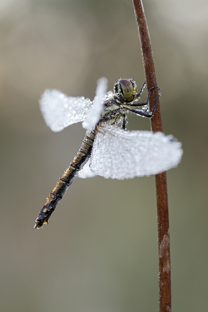 Schwarze Heidelibelle