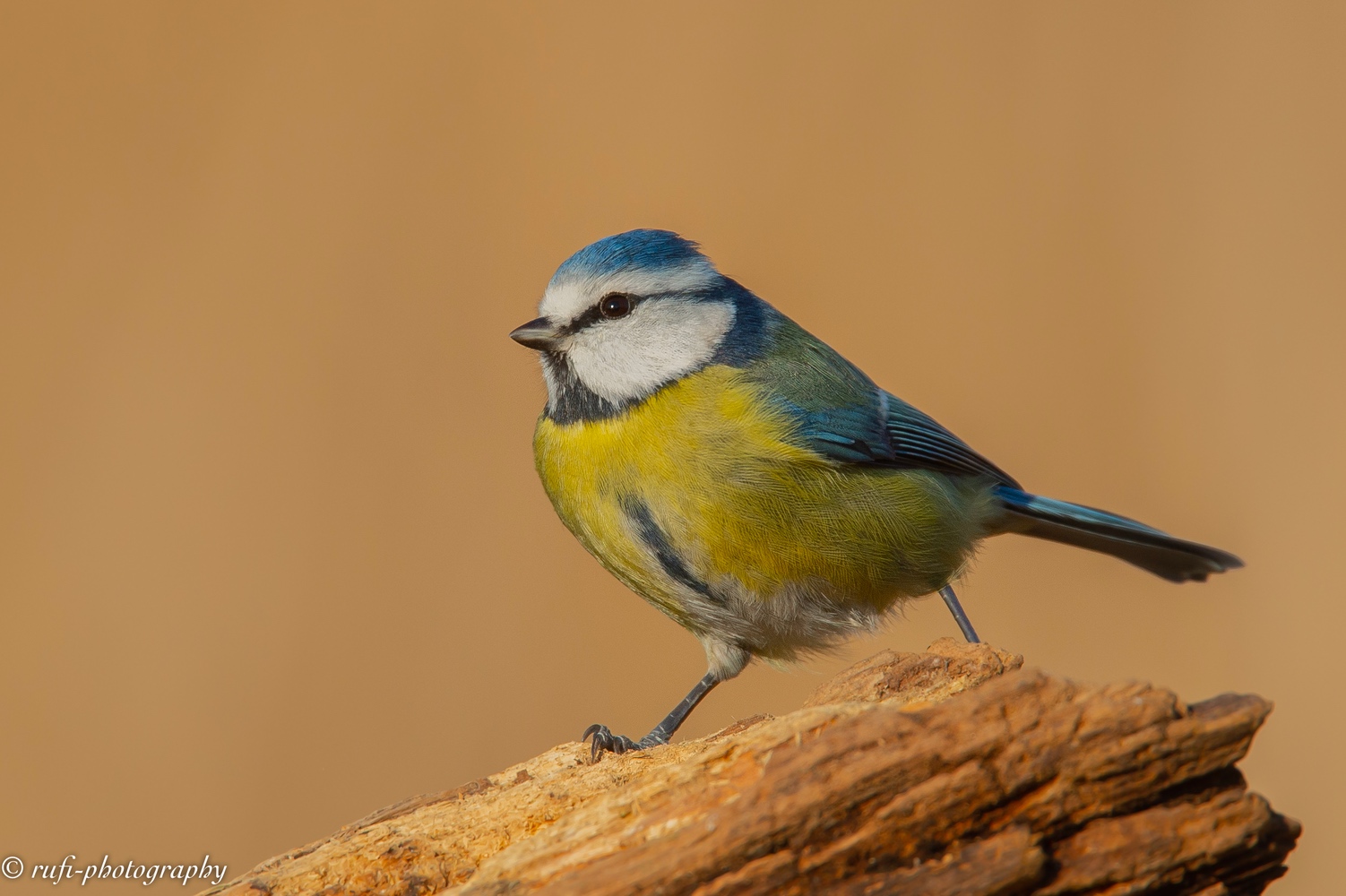 Blaumeise