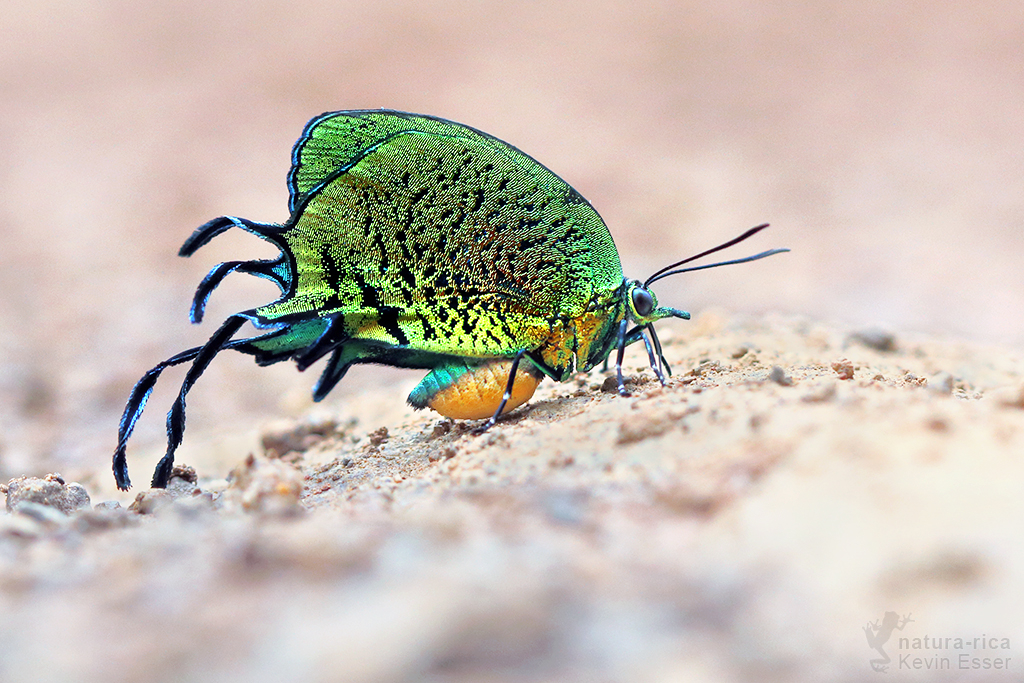 Arcas imperialis