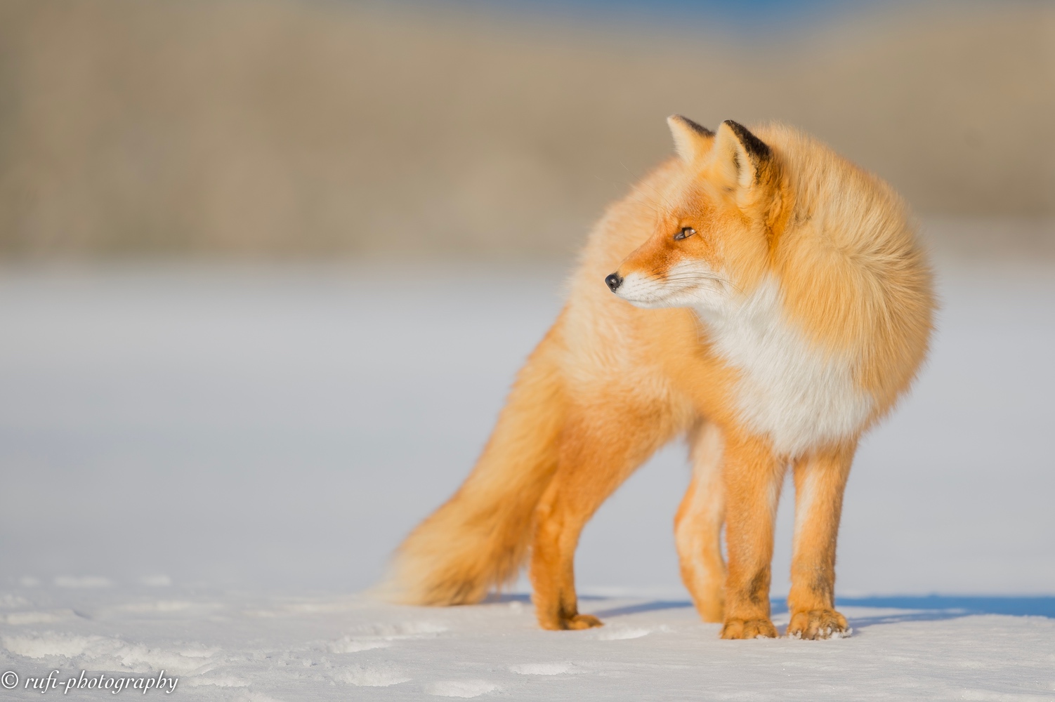 japanischer Rotfuchs im Winterfell