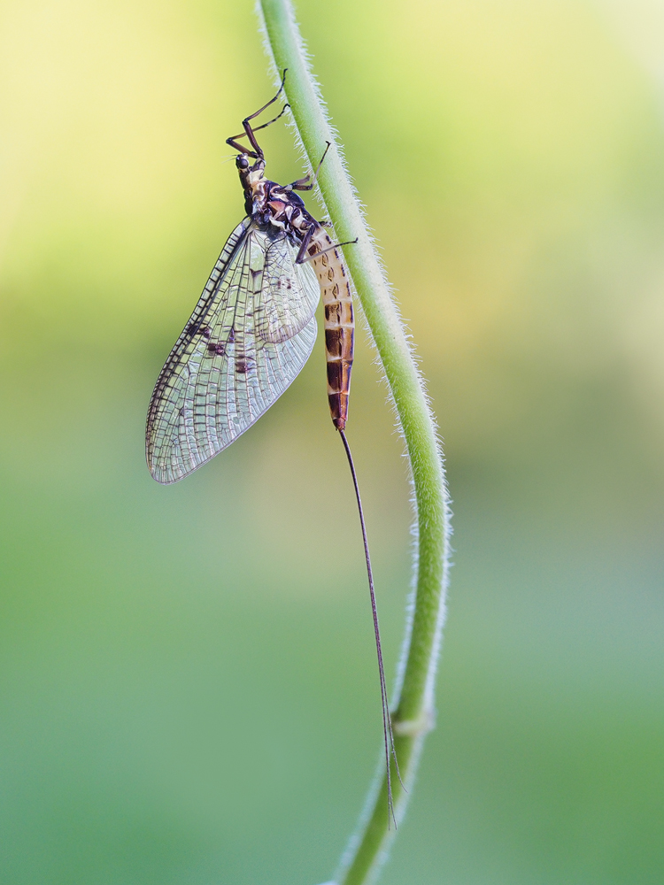 Eine Eintagsfliege,mein erstes Bild im neuen Jahr.