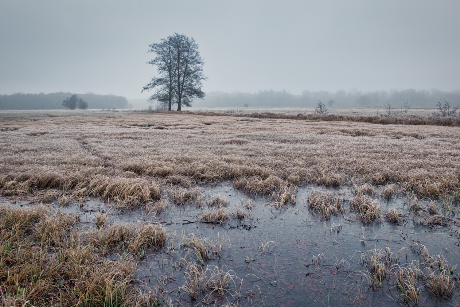 Feucht, Kalt und Nebel