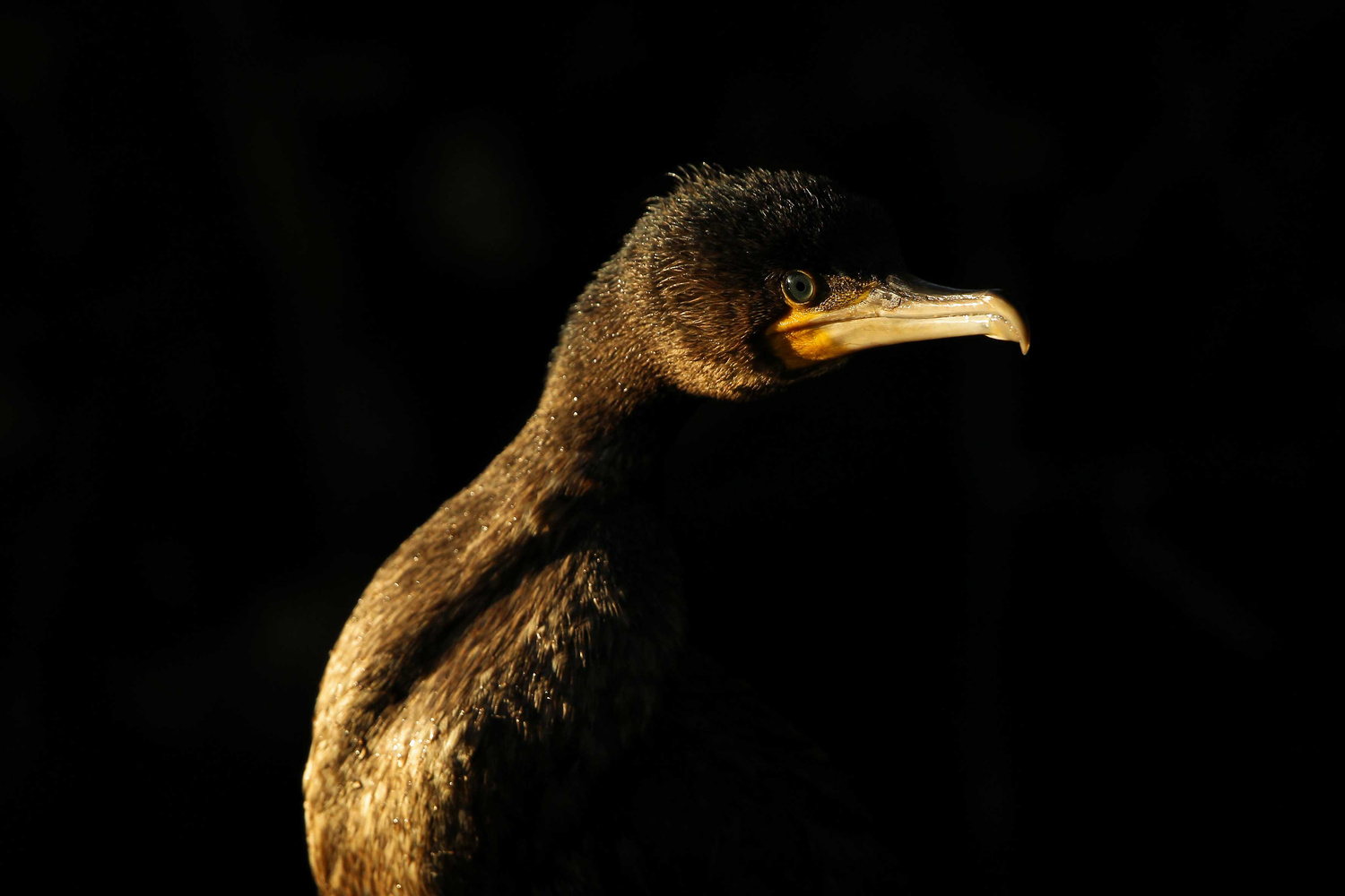 Kormoran