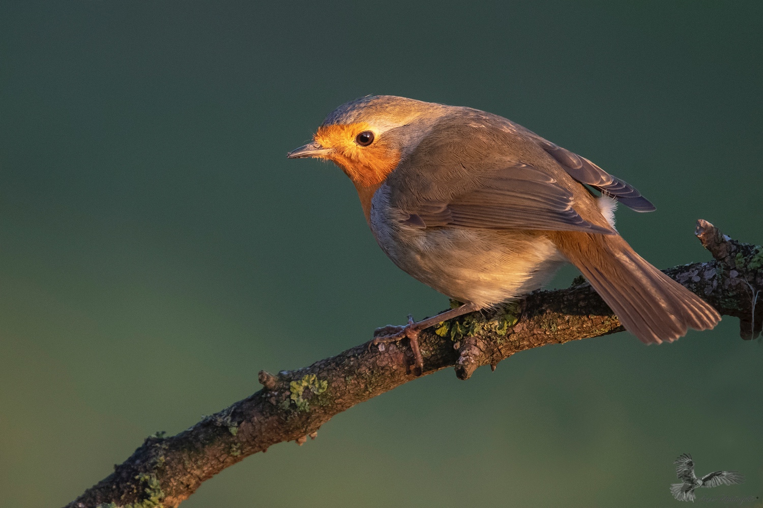 Rotkehlchen im Abendlicht