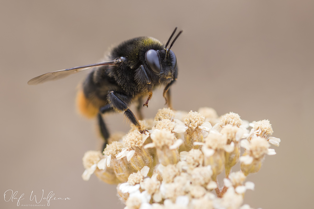 Männchen der Samthummel (Confusibombus confusus)