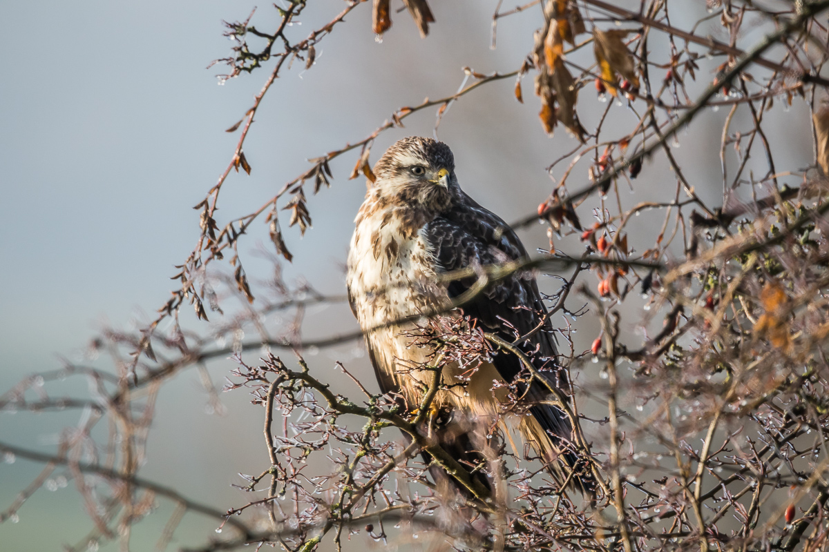 Mäusebussard