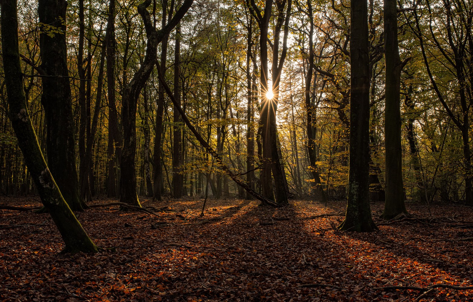 ______Herbstwald__________