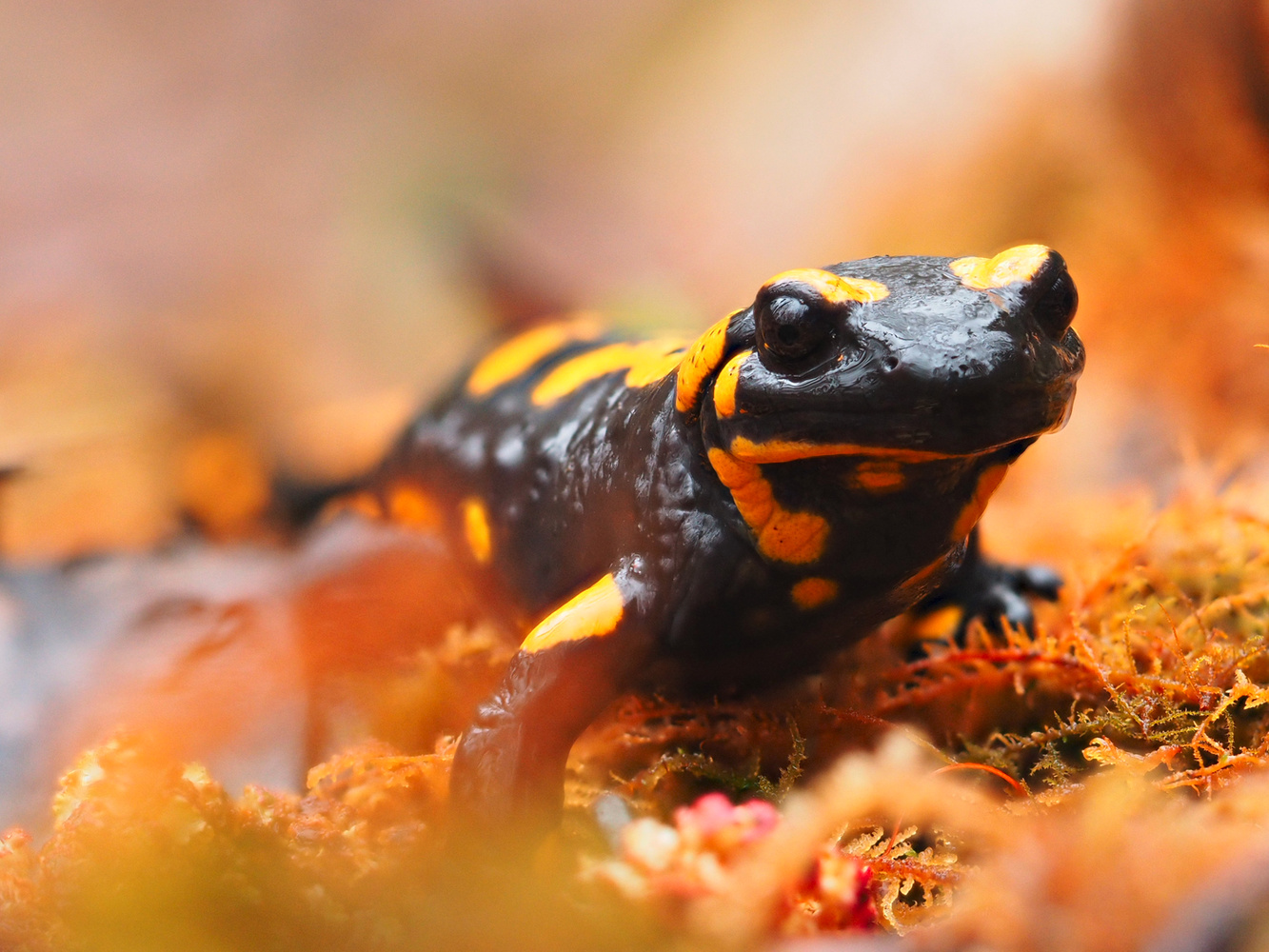 Feuersalamander