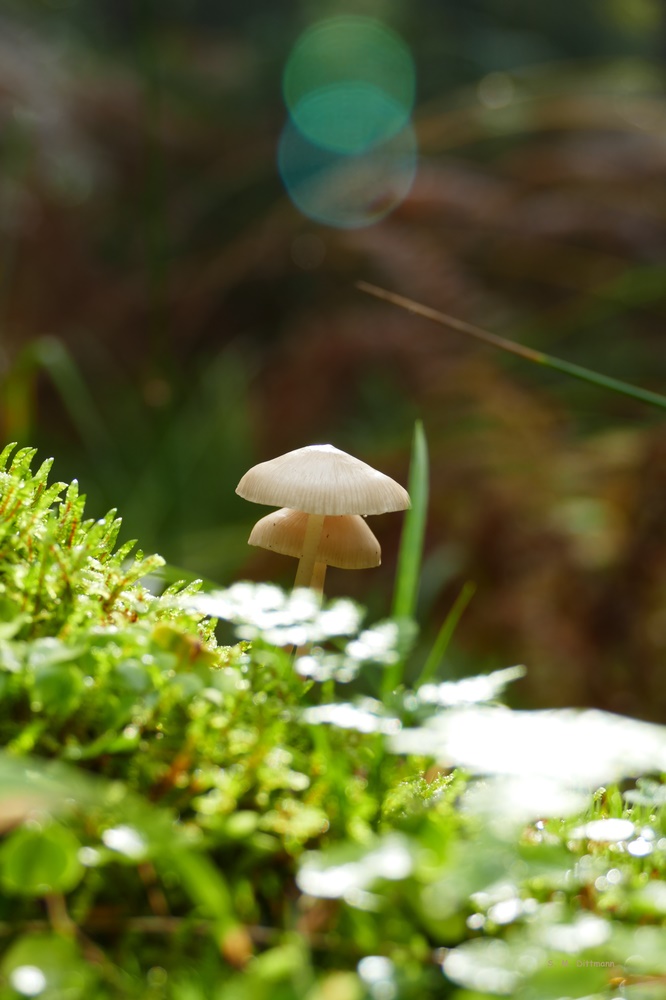 Pilze eben