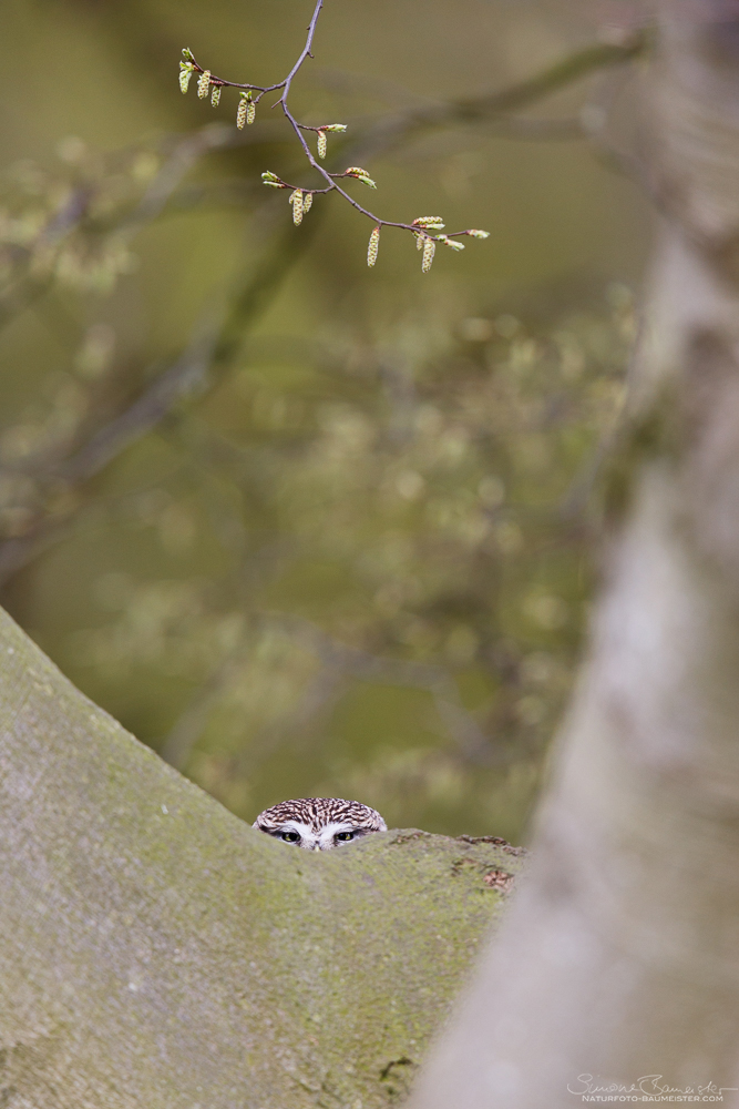 Observation