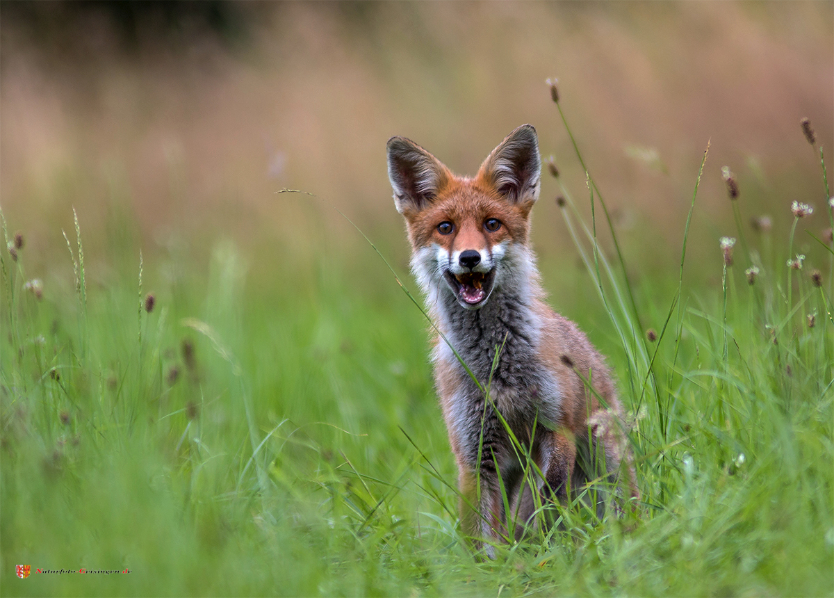 Fröhlicher Rotfuchs