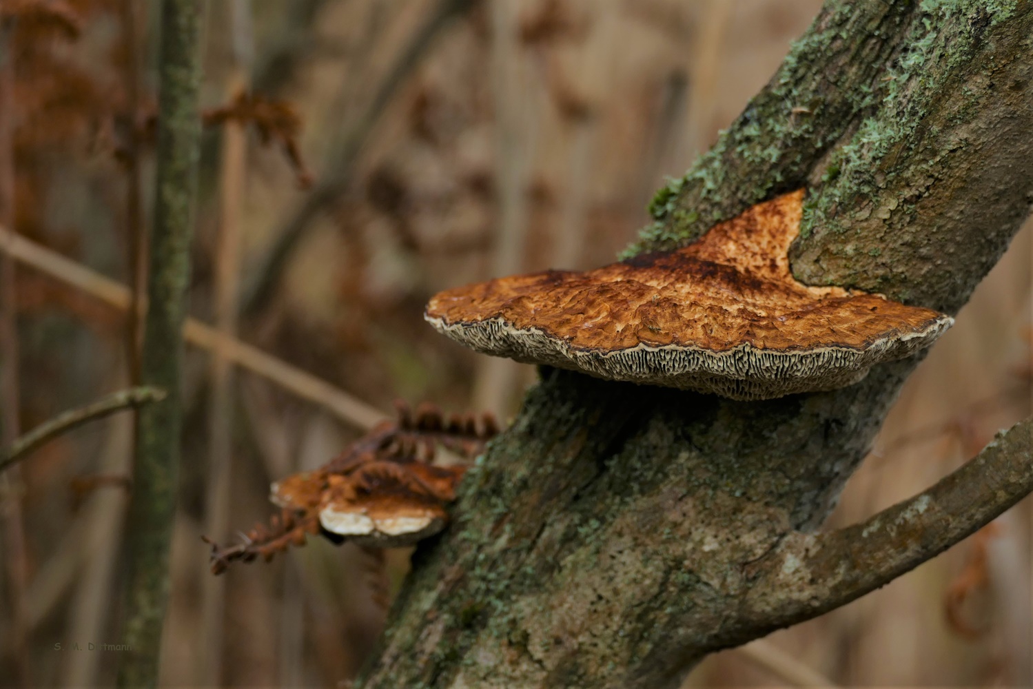 Weidenpilz