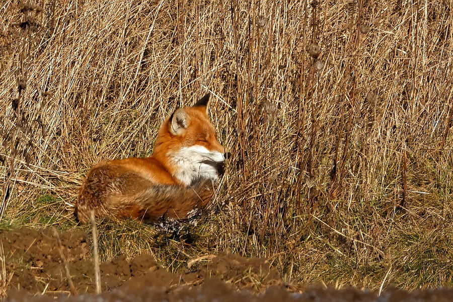 Reineke _Mittagsschlaf in der Wintersonne