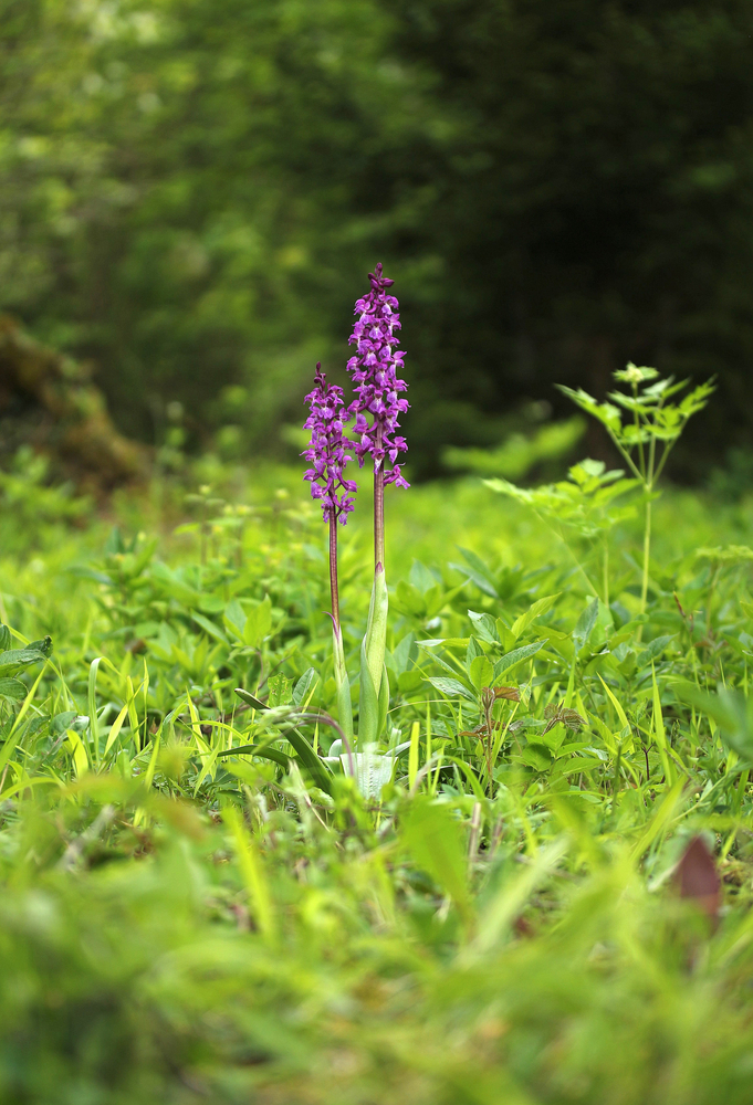 Orchis mascula