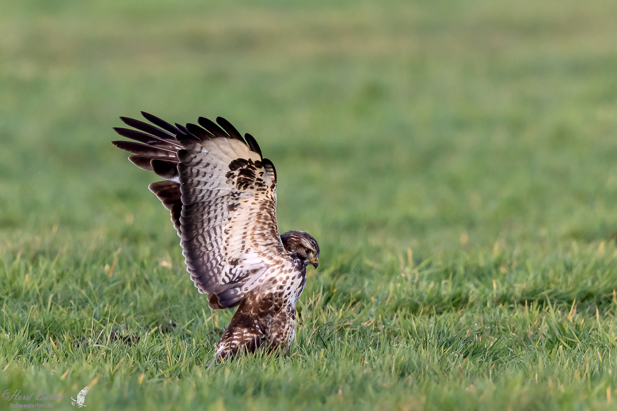 Mäusebussard