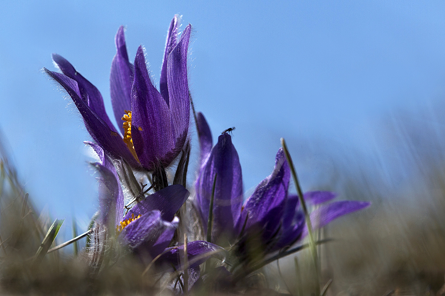 Kuhschelle (Pulsatilla vulgaris)
