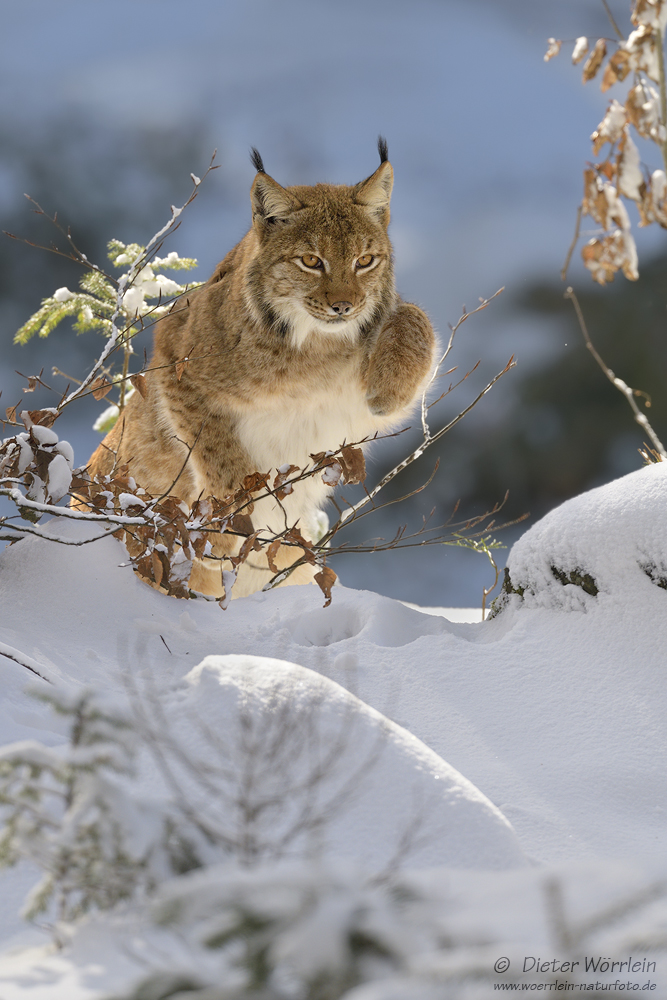 Eurasischer Luchs (captive)