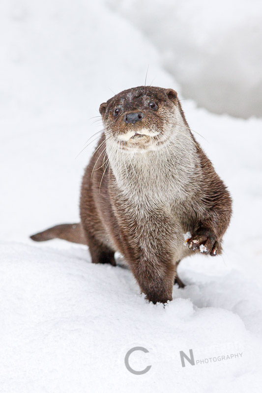 Hi Friends - Fischotter im Schnee