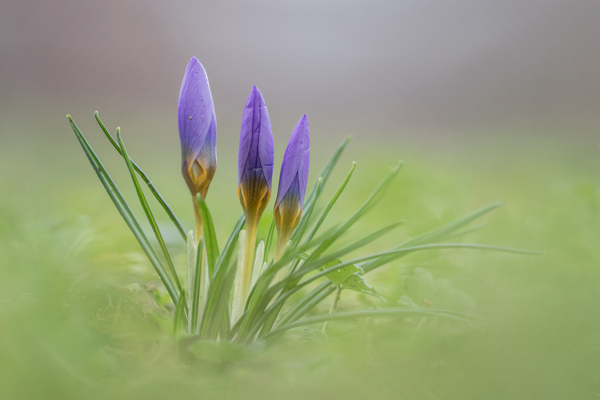 ....es ist soweit....die ersten Krokusse sind da....