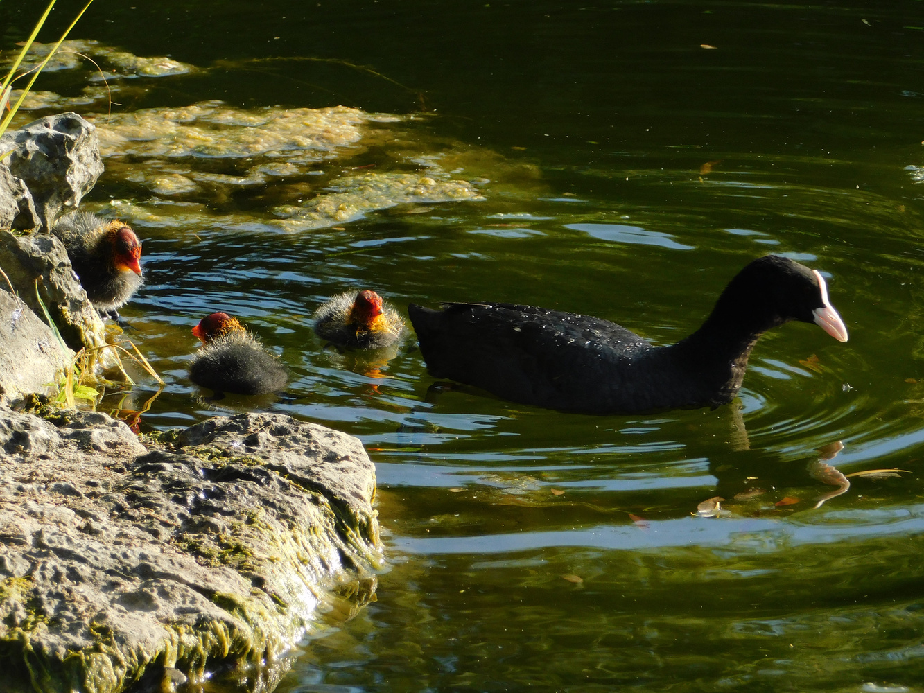 kleine Blässhuhn Familie