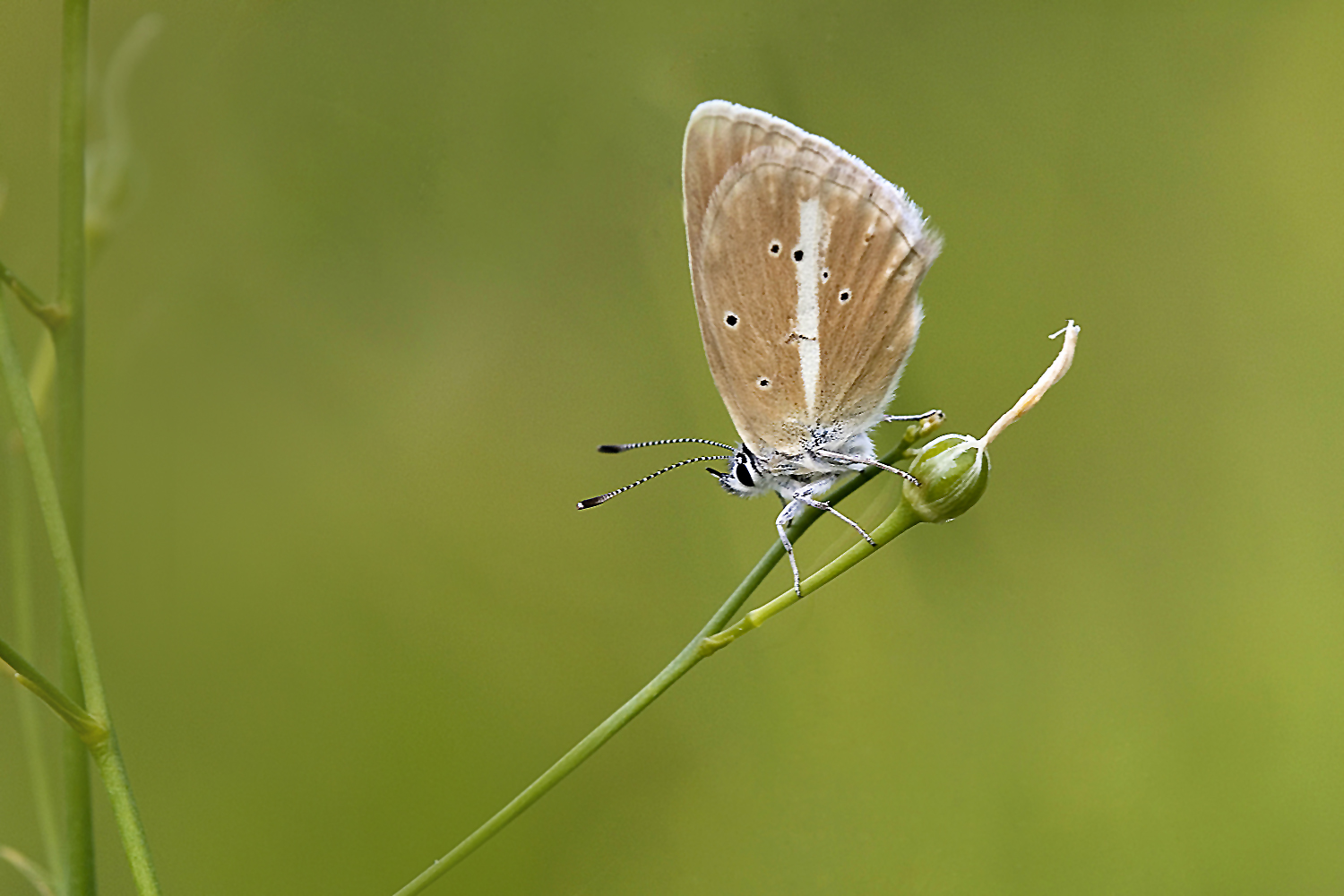 Polyommatus damon